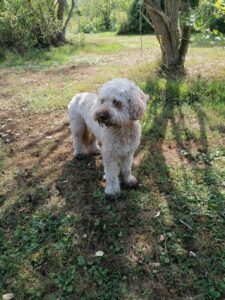 Burnout herstel je hond weet het al langer dat het niet zo goed met je gaat.
